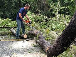  Jamestown, NY Tree Services Pros