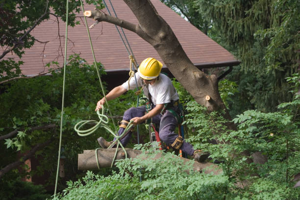 Best Tree Mulching  in Jamestown, NY