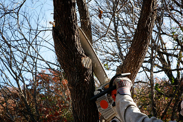 How Our Tree Care Process Works  in  Jamestown, NY